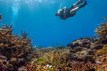 Mengapa Laut Indonesia Menjadi Tempat Yang Spesial Sebagai Habitat Terumbu Karang Semua Halaman Bobo