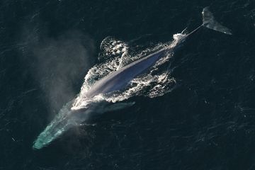 Alat Gerak Vertebrata Ternyata Hiu Dan Paus Berenang Dengan Cara Berbeda Meski Sama Sama Hewan Air Semua Halaman Bobo