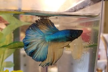 53 Dekorasi Aquarium Dari Toples Terbaik
