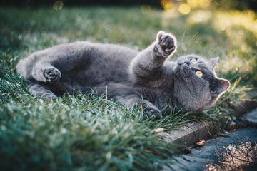 Berita Kucing Terbaru Hari Ini - Bobo