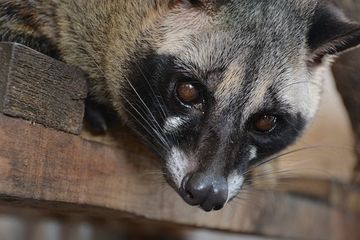Fakta Mengenai Musang Pandan, Hewan Nokturnal Beraroma Daun Pandan yang  Unik dan Menggemaskan - Semua Halaman - Bobo