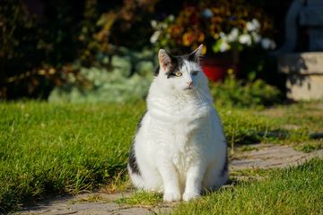 Bisa Berisiko jika Berat Badan Kucing Berlebihan, Ini Cara Menjaga 