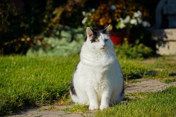 Bisa Berisiko jika Berat Badan Kucing Berlebihan, Ini Cara Menjaga 