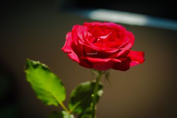 Bunga mawar