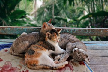 Anak Kucing Peliharaanmu Tidak Mau Makan? 5 Hal Ini Bisa Jadi 