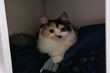 Mengapa Indra Pendengaran Kucing Begitu Peka Mendengar Suara?