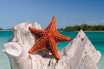 Benarkah Bintang Laut Bisa Meregenerasi Bagian Tubuh yang Lepas?