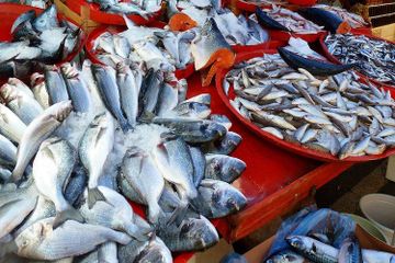 7 Jenis Ikan yang Pantang Dikonsumsi Meski Rasanya Sangat Enak