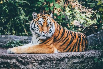 Mengapa Harimau Memiliki Loreng dan Apakah Itu Ada Fungsinya?