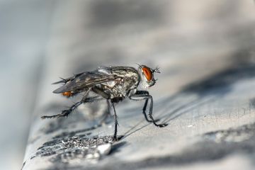 Waspada, Ternyata Ini yang Terjadi saat Lalat Hinggap di Makanan Kita