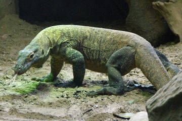 Mengapa Komodo Hanya Ada di Indonesia dan Tidak Ada di Tempat Lain?