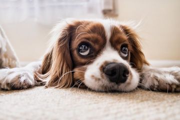 Benarkah Anjing dapat Mendengar Empat Kali Lebih Tajam Daripada Kita?