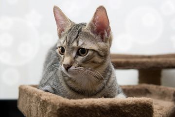 Apa Makanan yang Tidak Boleh Diberikan ke Kucing? Salah Satunya Tulang