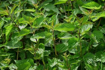 Mengenal Struktur Bagian Tumbuhan, Definisi, Fungsi, dan Jenis: Daun