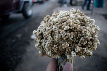 Bunga edelweis dikenal sebagai bunga abadi.