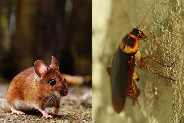 Bikin Tikus Dan Hewan Lainnya Kapok Masuk Dapur Coba 5 Cara Mudah Dan Ampuh Ini Untuk Mengusirnya Semua Halaman Bobo