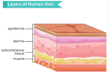Lapisan hipodermis kulit tersusun oleh jaringan lemak yang berfungsi untuk