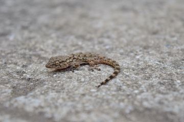 Mengapa Cicak Memutuskan Ekornya?