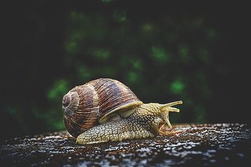 Siput termasuk hewan invertebrata.