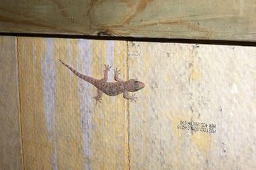 Benarkah Ekor Cicak yang Putus akan Tumbuh Lagi?