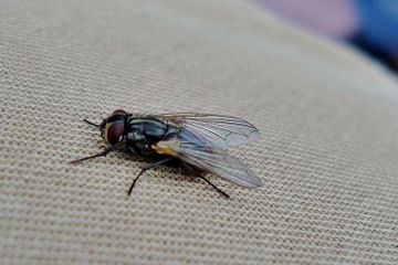 Berapakah Usia Lalat?