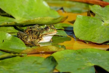 Hewan vertebrata dan avertebrata dibedakan berdasarkan struktur tubuhnya.