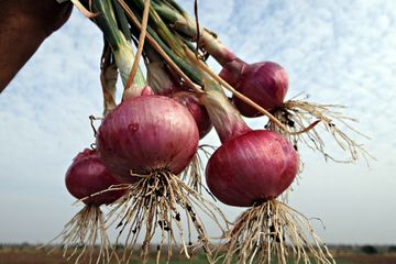 Bawang merah berkembang biak dengan