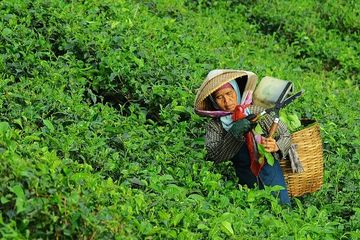 Jawab Soal Membuat Pertanyaan tentang Indahnya Kebun Teh di Puncak, Bogor, Kelas 5 Tema 5