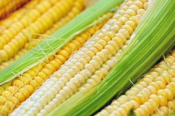 Kolesterol Tinggi? Inilah Makanan dan Minuman yang dapat Menurunkannya