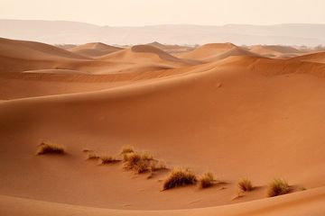 Negara Manakah yang Memiliki Wilayah dengan Cuaca Terpanas di Bumi?