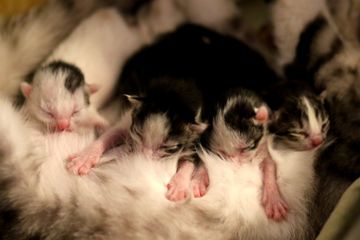 Cara Perkembangbiakan Hewan Secara Vivipar Materi Kelas 6 Sd Tema 1 Semua Halaman Bobo