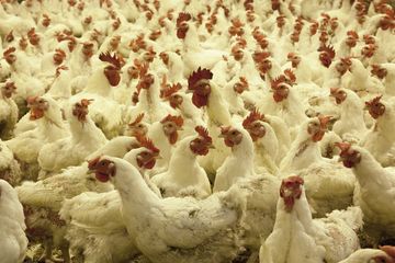 Peternakan ayam dapat mengeluarkan bau yang tak sedap.