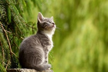 Benarkah Hewan Kucing Takut dengan Mentimum?