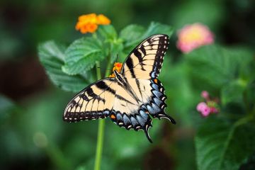 Indonesia memiliki keanekaragaman flora dan fauna yang sangat beragam.