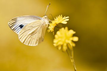 Mengenal Jenis-Jenis Fauna di Indonesia, Materi IPS Kelas 7 