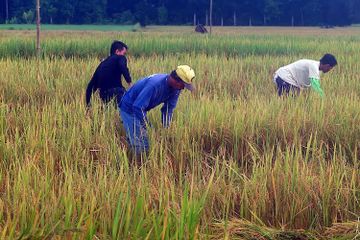 Ada beberapa cara untuk membuat masyarakat lebih menghargai pekerjaan sebagai petani.