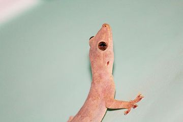 Mengapa Cicak Bisa Menempel di Dinding?