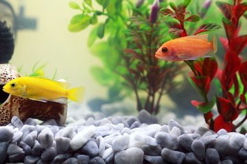 Jawab Soal Mengklasifikasi Informasi Teks 'Dayu dan Ikan Hias', Kelas 5 Tema 2 