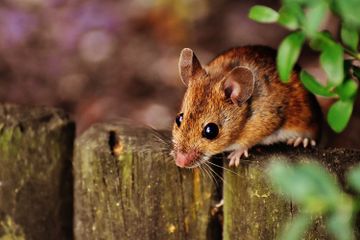 Ternyata Bukan Keju, Lalu Apa Makanan yang Disukai oleh Tikus?
