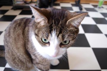 Beberapa kucing terbiasa dipanggil 