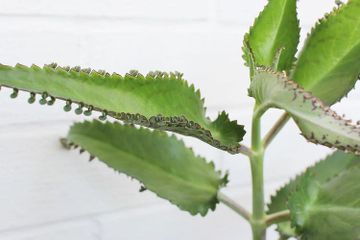 5 Contoh Tumbuhan Yang Berkembang Biak Dengan Tunas Adventif Semua Halaman Adjar