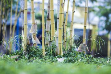 Bambu adalah salah satu tumbuhan yang berkembang biak secara vegetatif.