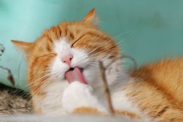 Mengapa Kucing Suka Menjilat Badannya?