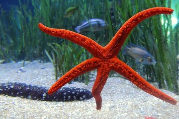 Contoh-Contoh Hewan Vertebrata dan Invertebrata serta Cara Gerak Masing-Masing