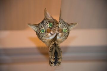 Memelihara kucing kita harus memahami cara membuat kucing merasa nyaman saat di dekat kita. 