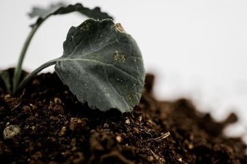 Tanaman Ditanam Dengan Biji Atau Dicangkok Mana Yang Lebih Kuat Cari Jawaban Kelas 3 Sd Tema 1 Semua Halaman Bobo