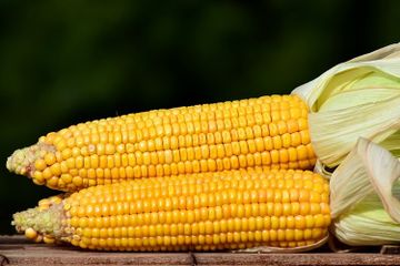 Mengapa Biji Jagung yang Dipanaskan Bisa Berubah Menjadi Popcorn?