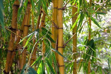 Salah satu contoh tumbuhan yang berkembang biak dengan tunas adalah bambu.