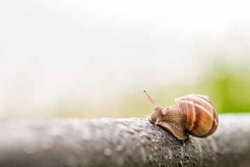 Radula yang terdapat dalam mulut siput bisa berjumlah puluhan ribu.