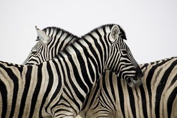 Corak pada zebra berbeda satu sama lain tergantung pada spesies mereka.